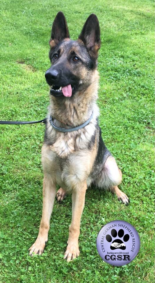 Mika - currently looking for adoption with Central German Shepherd Rescue