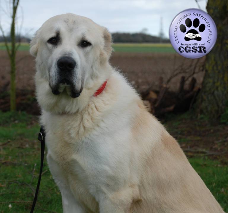 Pepe - currently looking for adoption with Central German Shepherd Rescue