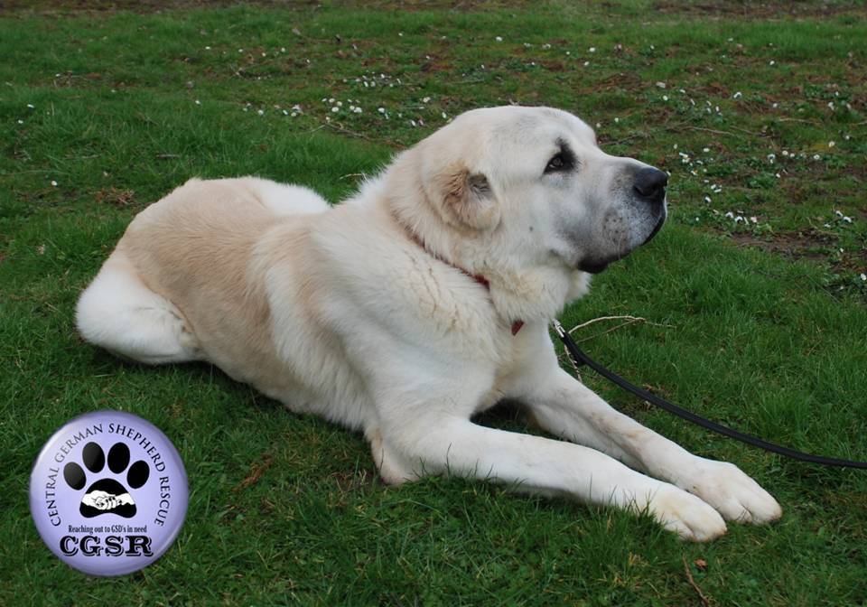 Pepe - patiently waiting for adoption through Central German Shepherd Rescue