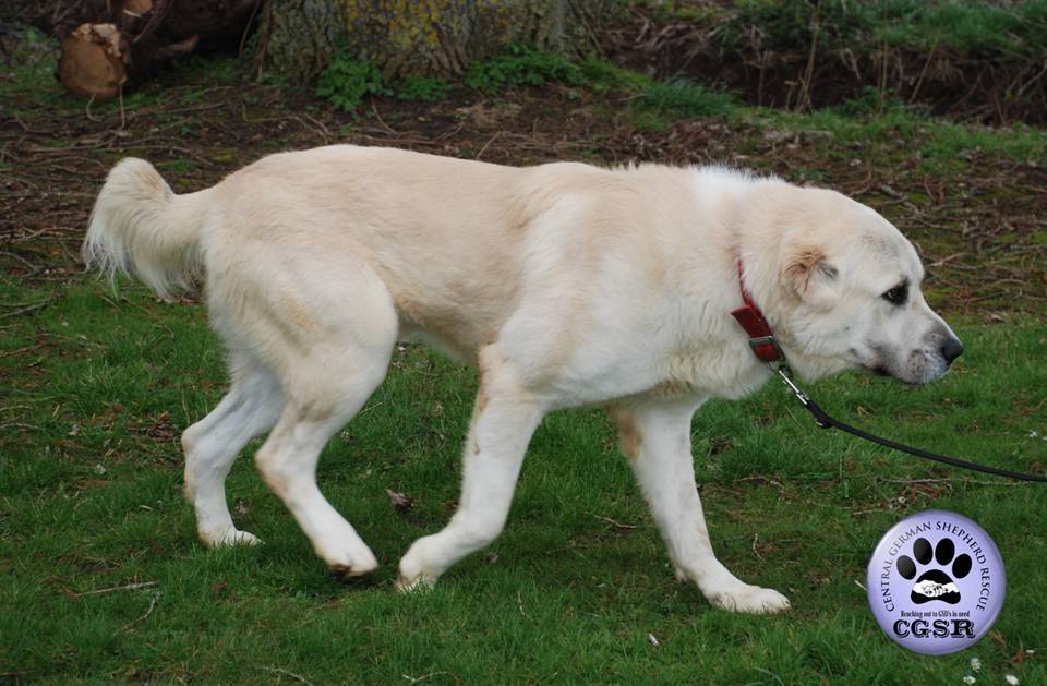Pepe - patiently waiting for adoption through Central German Shepherd Rescue