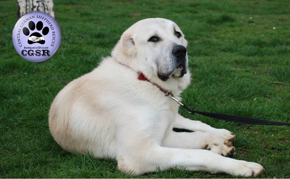 Pepe - patiently waiting for adoption through Central German Shepherd Rescue