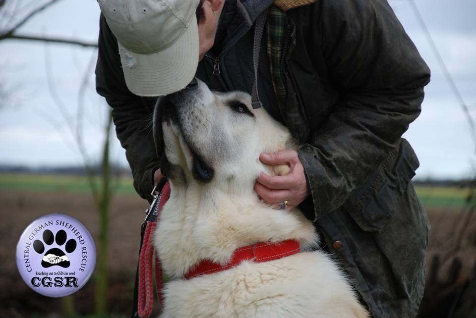 Pepe - patiently waiting for adoption through Central German Shepherd Rescue