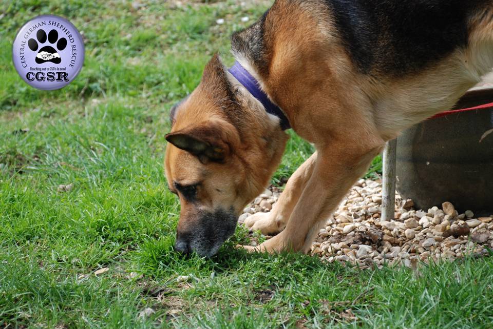 Roxy - currently looking for adoption with Central German Shepherd Rescue