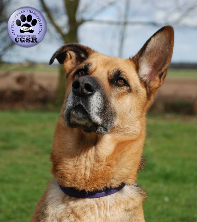 Roxy - patiently waiting for adoption through Central German Shepherd Rescue