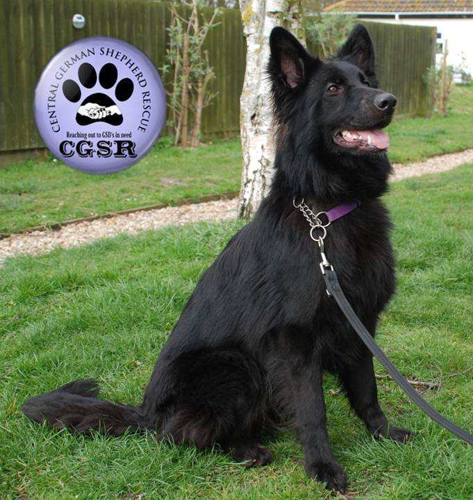 Saffie - patiently waiting for adoption through Central German Shepherd Rescue