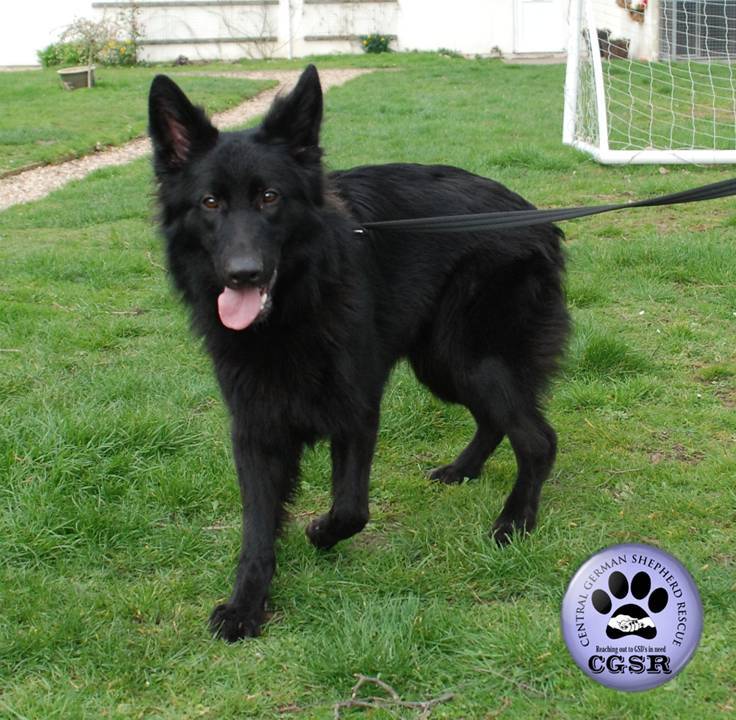 Saffie - patiently waiting for adoption through Central German Shepherd Rescue