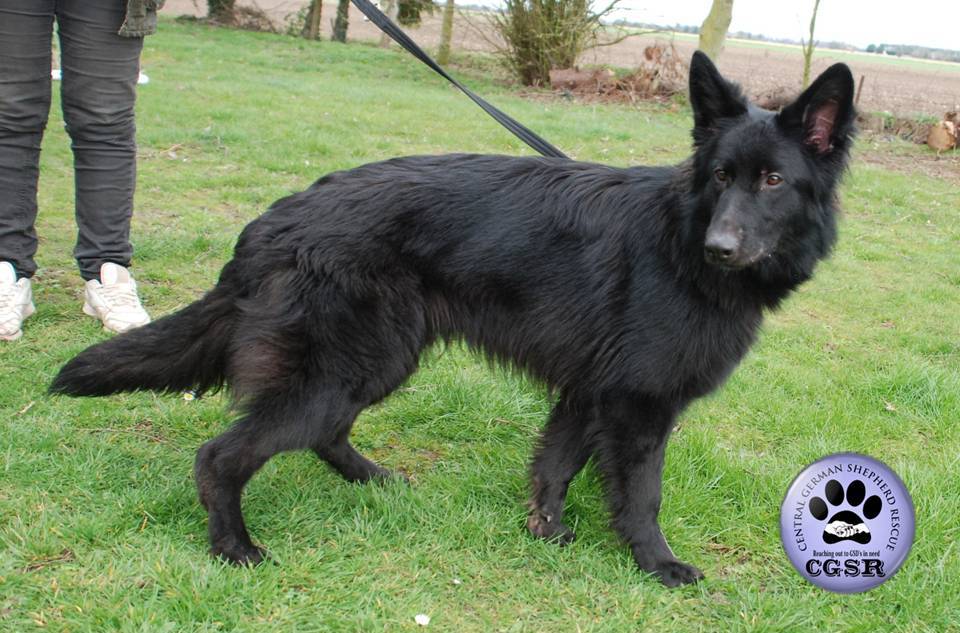 Saffie - patiently waiting for adoption through Central German Shepherd Rescue