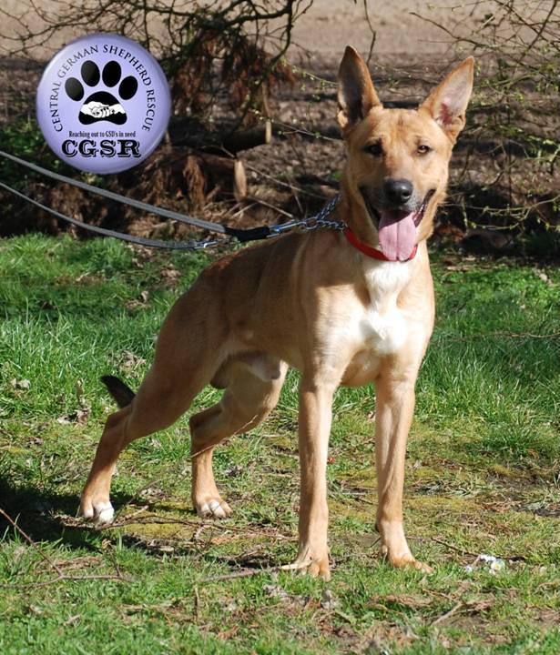 Sid - currently looking for adoption with Central German Shepherd Rescue
