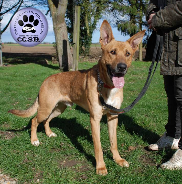 Sid - patiently waiting for adoption through Central German Shepherd Rescue