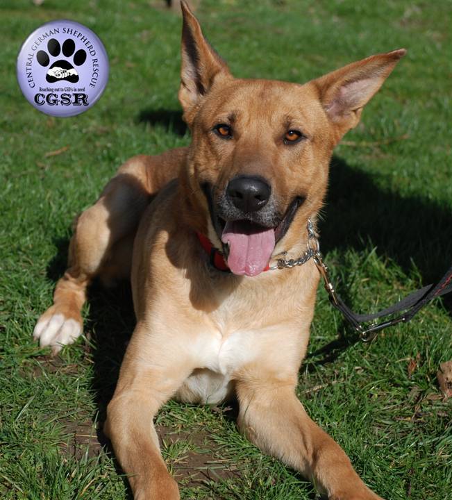 Sid - patiently waiting for adoption through Central German Shepherd Rescue