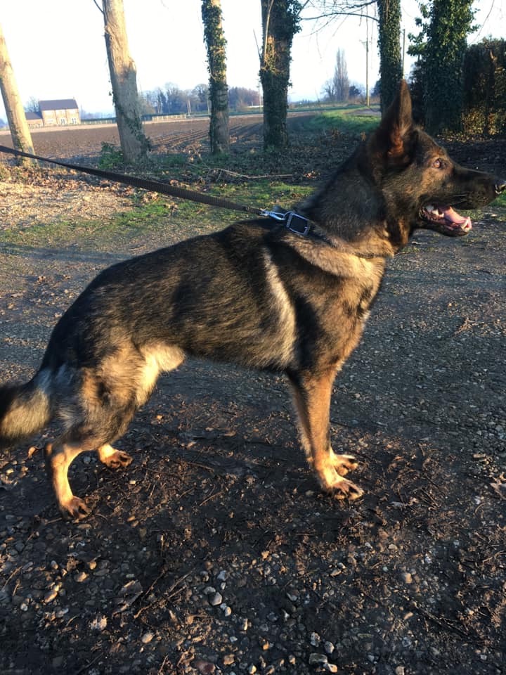 Ace - currently looking for adoption with Central German Shepherd Rescue