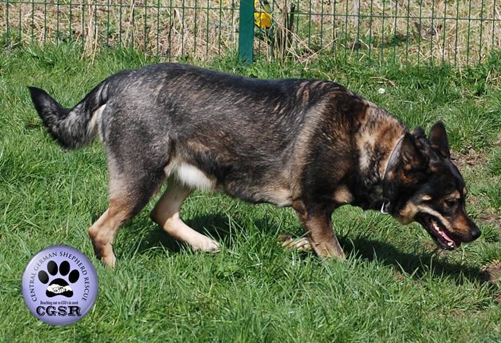 Amber - currently looking for adoption with Central German Shepherd Rescue