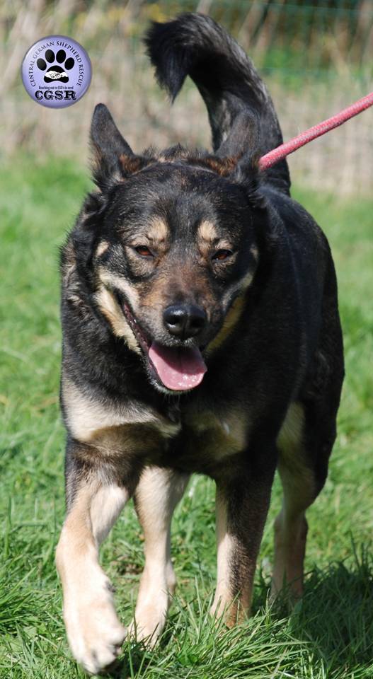 Amber - patiently waiting for adoption through Central German Shepherd Rescue