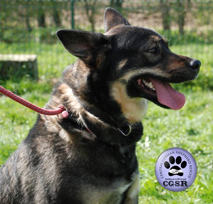 Amber - patiently waiting for adoption through Central German Shepherd Rescue