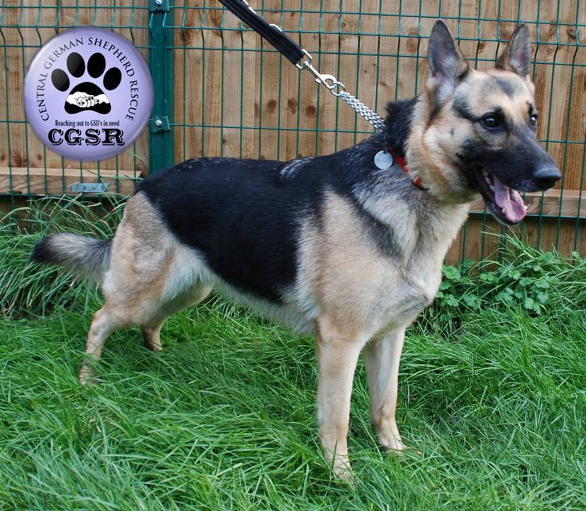 Annie - patiently waiting for adoption through Central German Shepherd Rescue