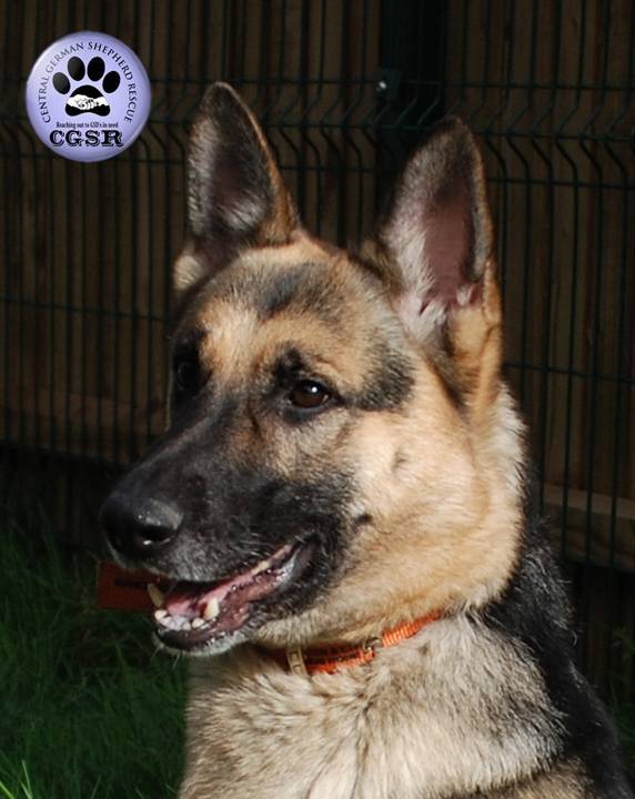 Annie - patiently waiting for adoption through Central German Shepherd Rescue