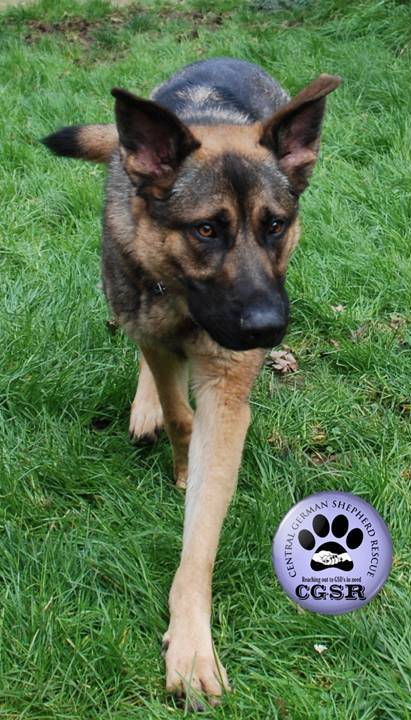 Bruce - patiently waiting for adoption through Central German Shepherd Rescue