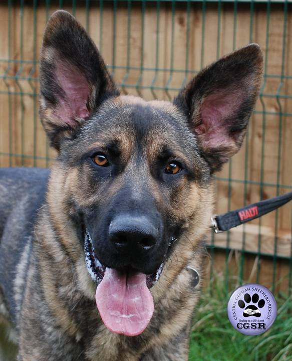 Bruce - patiently waiting for adoption through Central German Shepherd Rescue