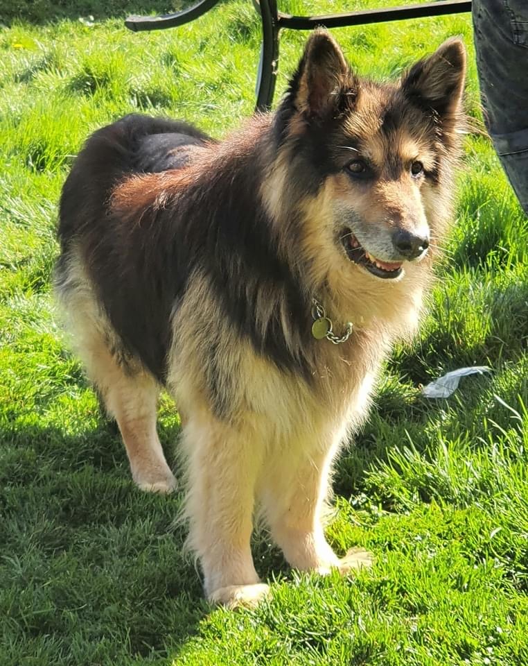 Bruno - currently looking for adoption with Central German Shepherd Rescue