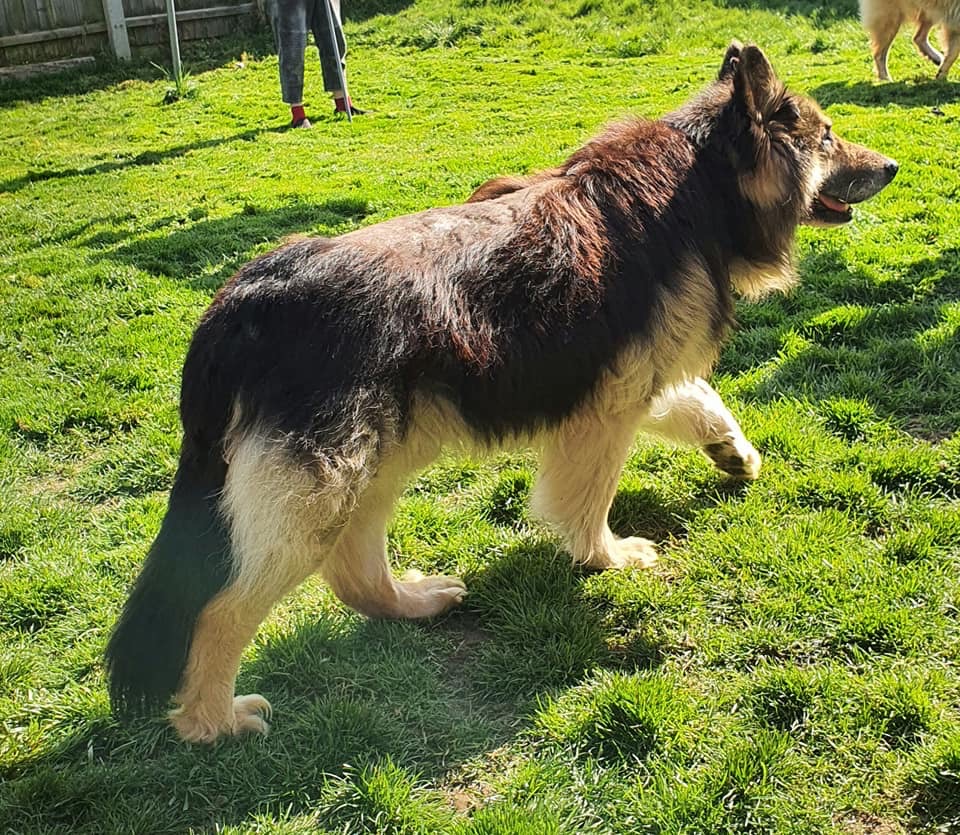 Bruno - patiently waiting for adoption through Central German Shepherd Rescue
