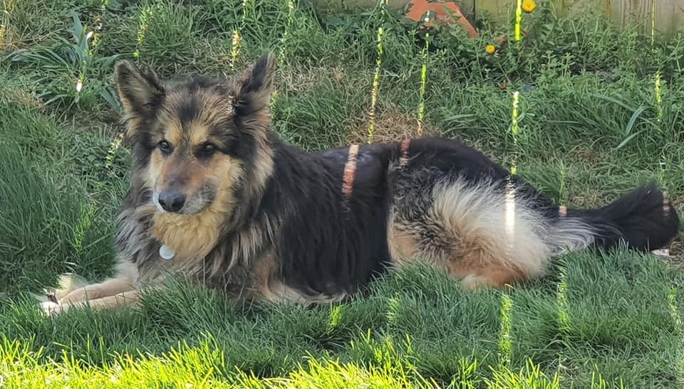 Bruno - patiently waiting for adoption through Central German Shepherd Rescue