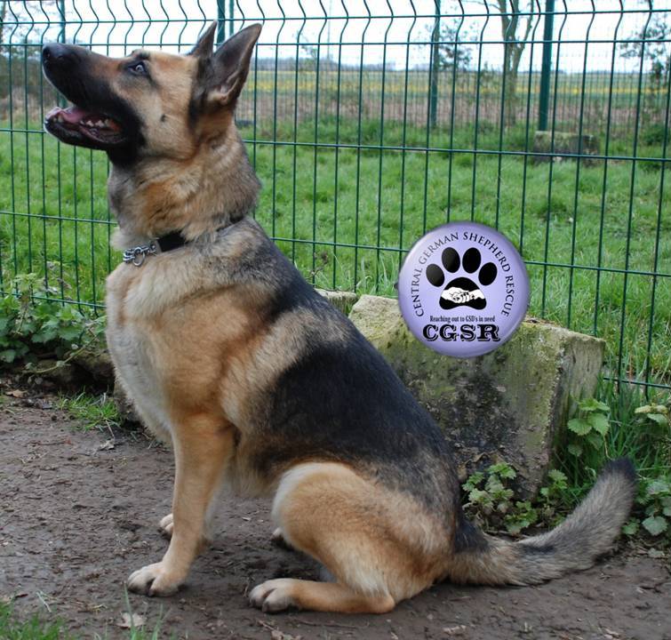 Flip - patiently waiting for adoption through Central German Shepherd Rescue