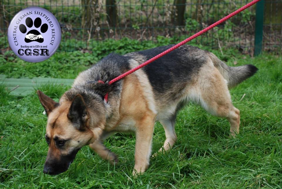 Flip - patiently waiting for adoption through Central German Shepherd Rescue