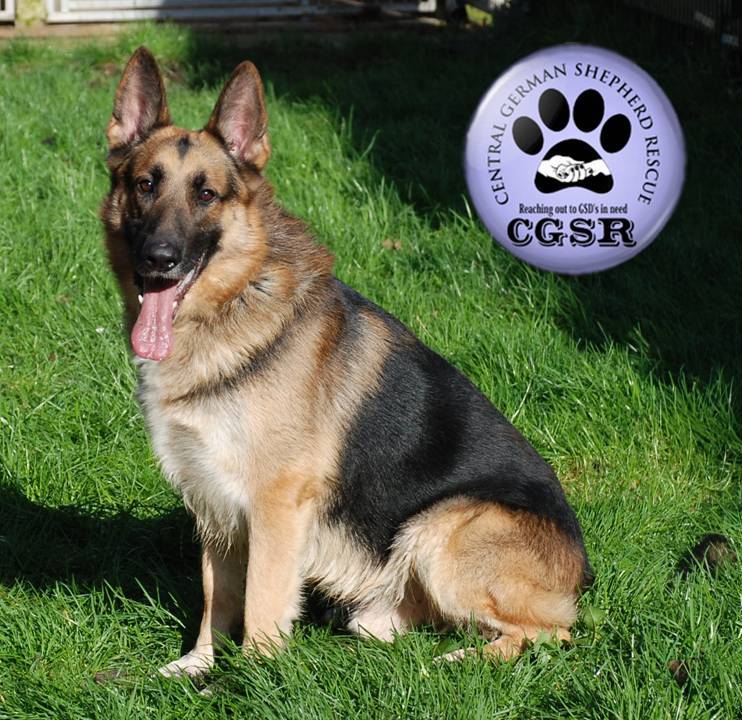 Jack - currently looking for adoption with Central German Shepherd Rescue