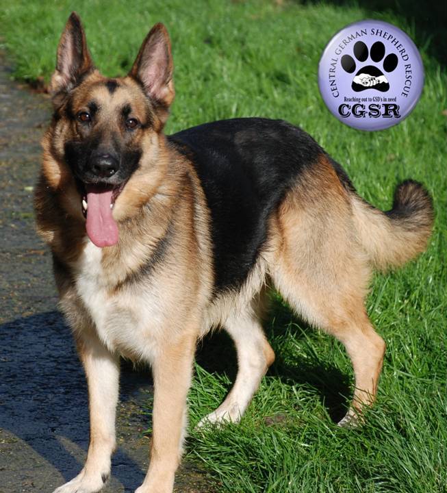 Jack - patiently waiting for adoption through Central German Shepherd Rescue