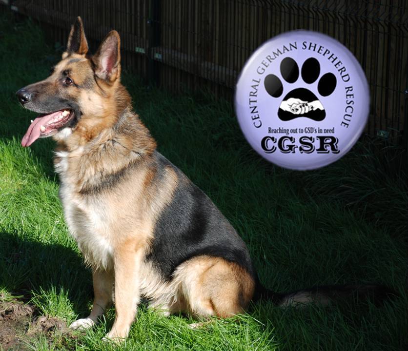 Jack - patiently waiting for adoption through Central German Shepherd Rescue