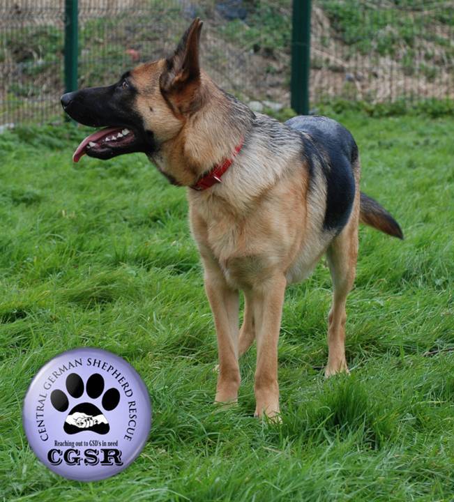 Lenny - patiently waiting for adoption through Central German Shepherd Rescue