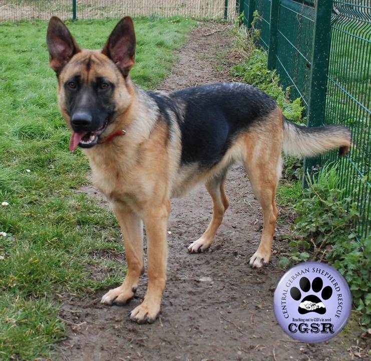Lenny - patiently waiting for adoption through Central German Shepherd Rescue