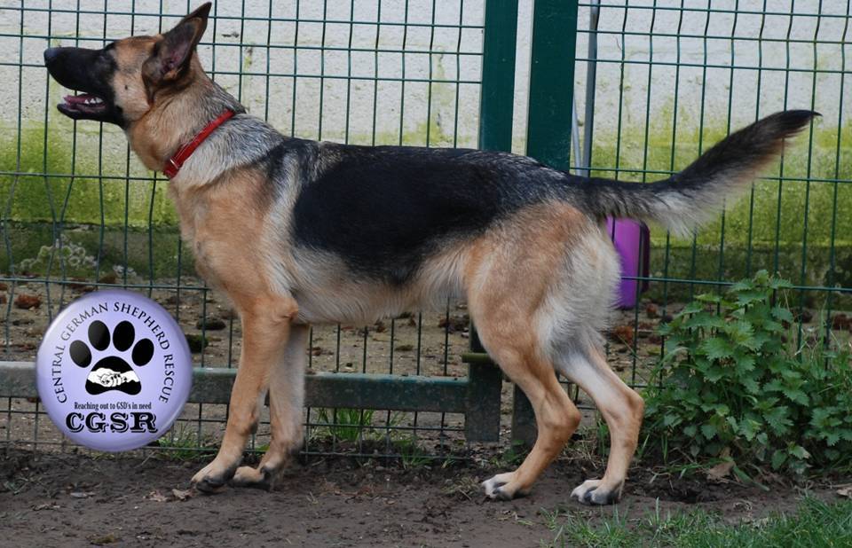 Lenny - patiently waiting for adoption through Central German Shepherd Rescue