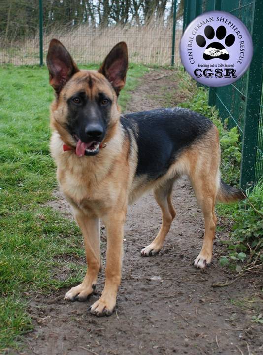 Lenny - patiently waiting for adoption through Central German Shepherd Rescue