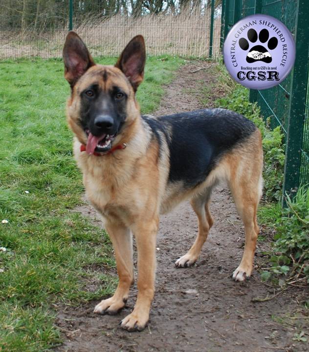 Lenny - patiently waiting for adoption through Central German Shepherd Rescue