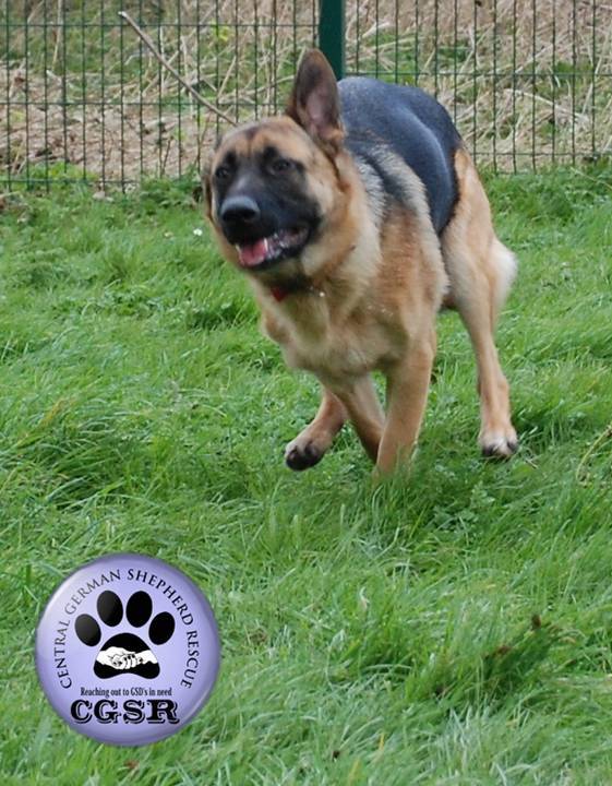 Lenny - patiently waiting for adoption through Central German Shepherd Rescue