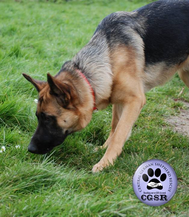 Lenny - patiently waiting for adoption through Central German Shepherd Rescue