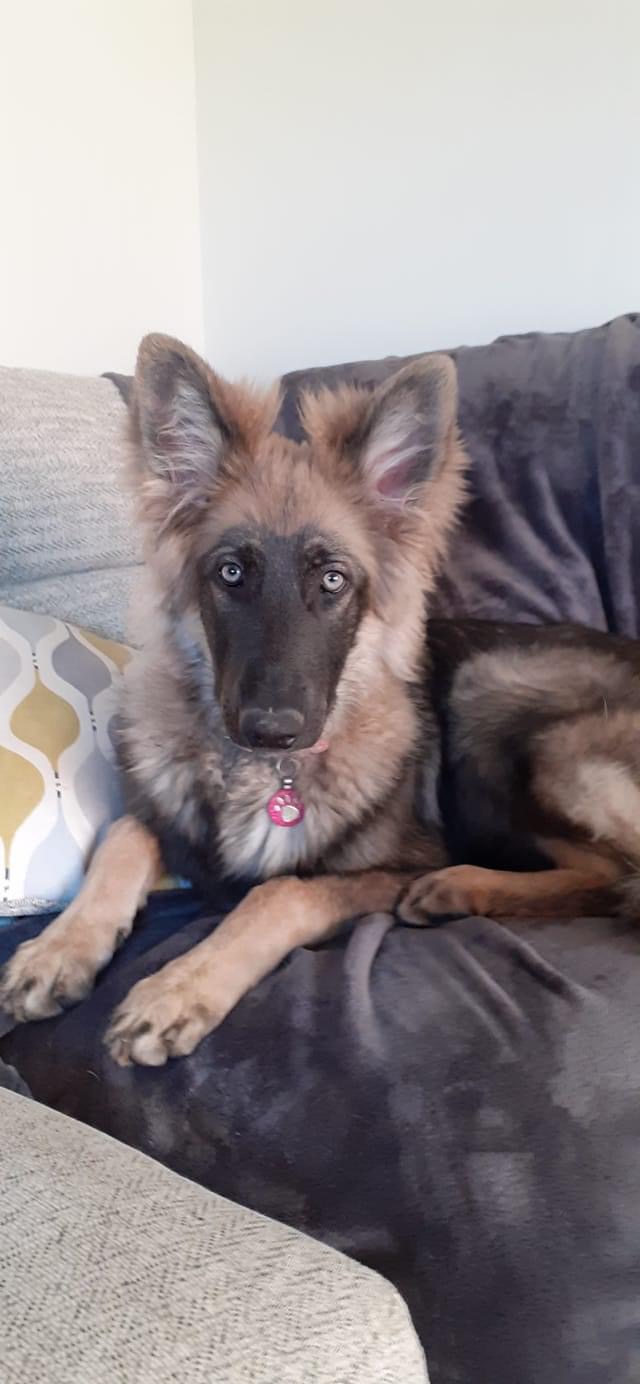 Lottie - adopted via Central German Shepherd Rescue
