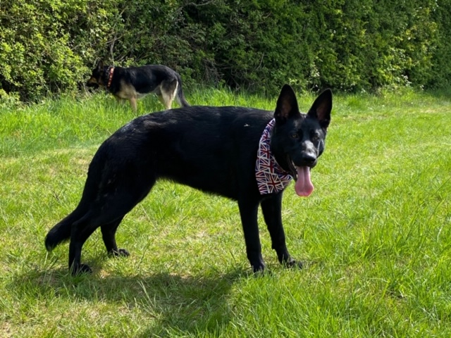 Luna - patiently waiting for adoption through Central German Shepherd Rescue