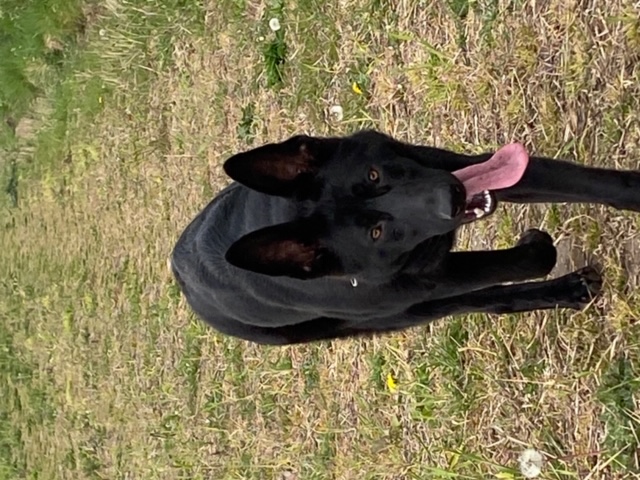 Luna - patiently waiting for adoption through Central German Shepherd Rescue