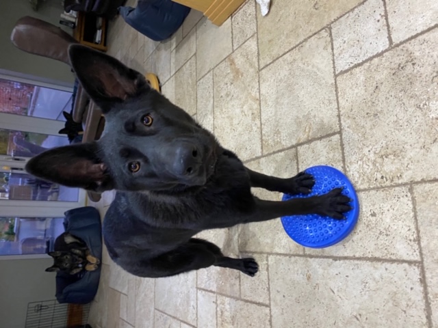 Luna - patiently waiting for adoption through Central German Shepherd Rescue