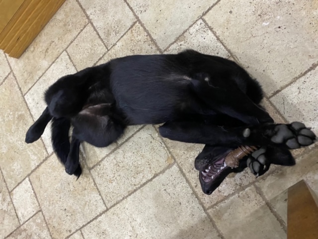 Luna - patiently waiting for adoption through Central German Shepherd Rescue