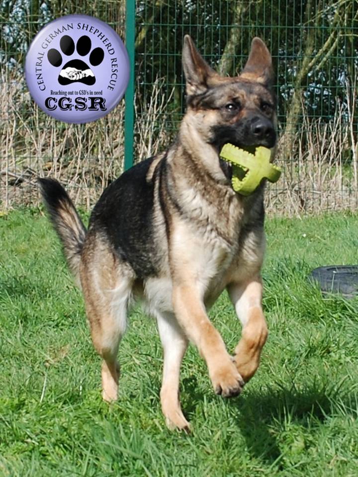 Millie - patiently waiting for adoption through Central German Shepherd Rescue
