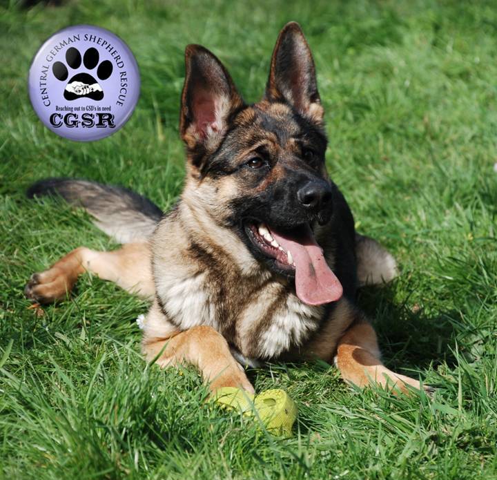 Millie - patiently waiting for adoption through Central German Shepherd Rescue