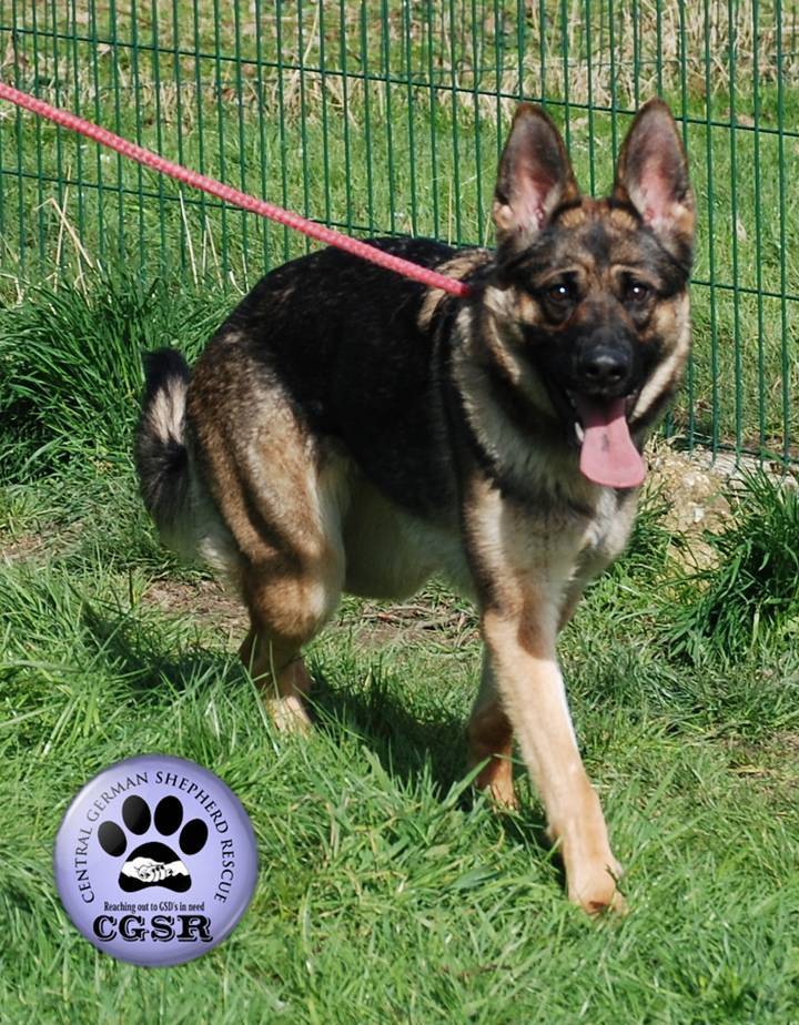 Millie - patiently waiting for adoption through Central German Shepherd Rescue