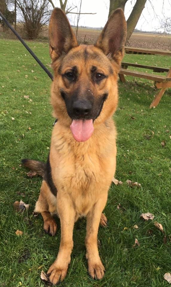 Nero - currently looking for adoption with Central German Shepherd Rescue