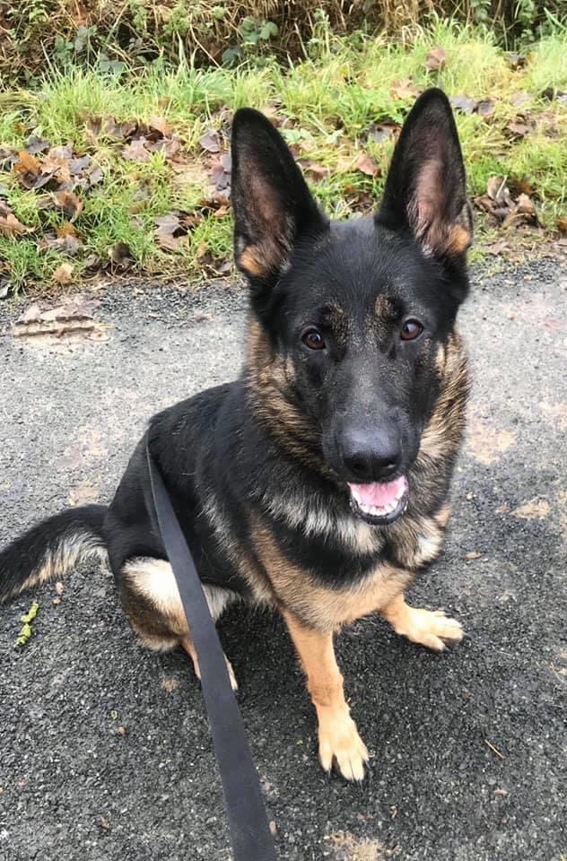 Nina - patiently waiting for adoption through Central German Shepherd Rescue