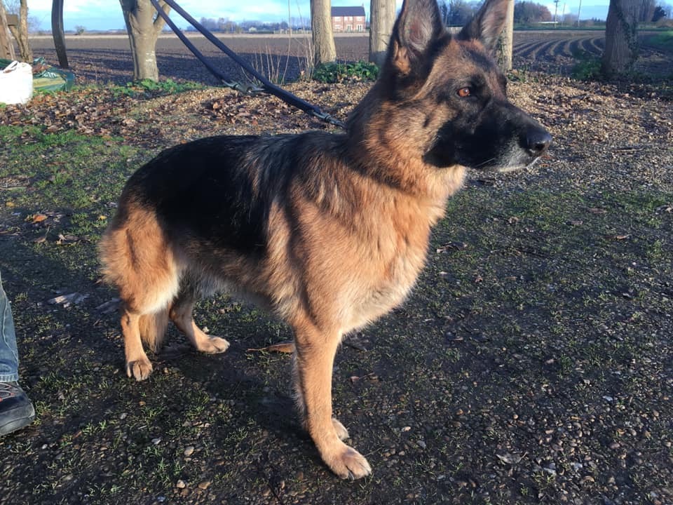 Skye - adopted via Central German Shepherd Rescue