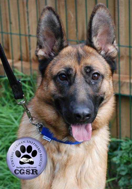 Tilly - currently looking for adoption with Central German Shepherd Rescue