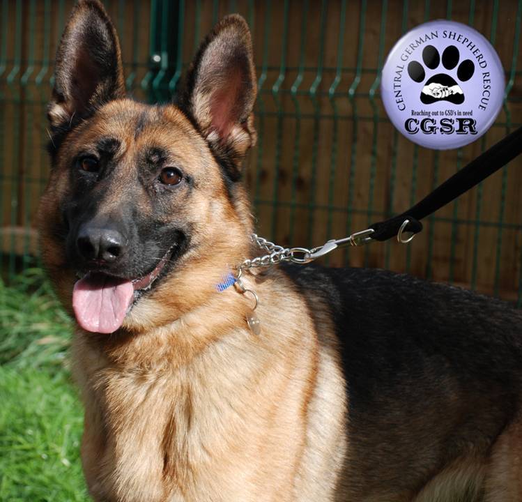 Tilly - patiently waiting for adoption through Central German Shepherd Rescue